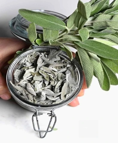 Salvia