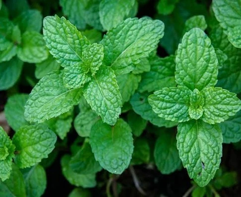 Menta Piperita